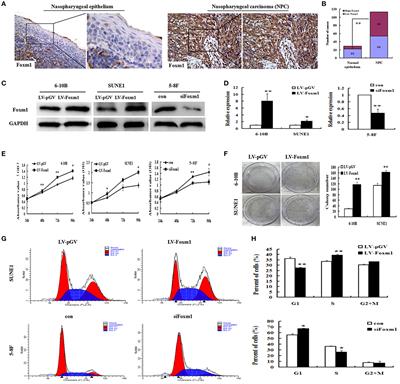 Frontiers Foxm Promotes Cell Proliferation Invasion And Stem Cell